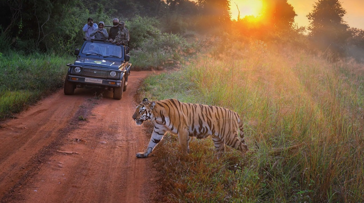 Tadoba-Andhari