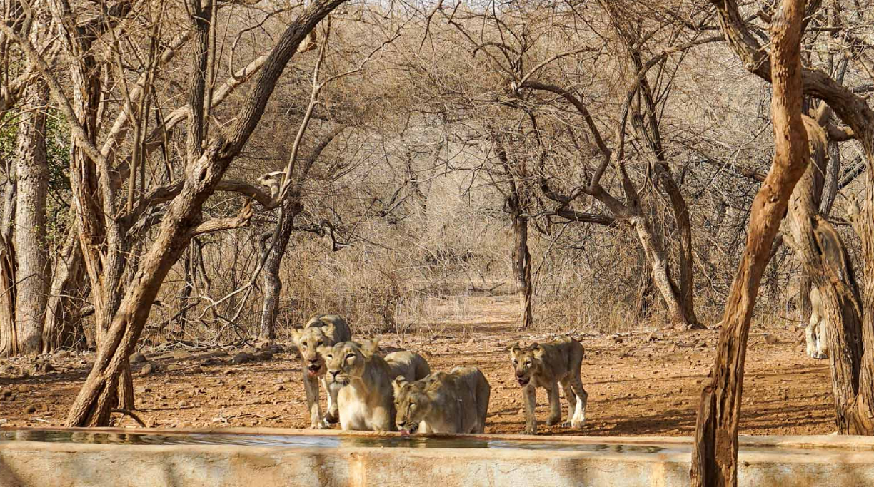 Sasan Gir